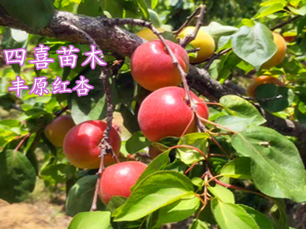 丰原红杏品种介绍